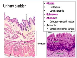 URINARY BLADDER TUMORS .pptx