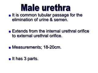 URINARY BLADDER & URETHRA PROF VKVS.pptx