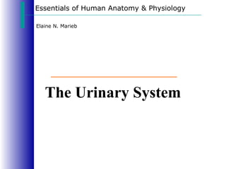 Essentials of Human Anatomy & Physiology
Elaine N. Marieb
The Urinary System
 