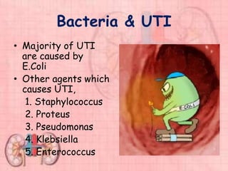 Bacteria & UTI
• Majority of UTI
are caused by
E.Coli
• Other agents which
causes UTI,
1. Staphylococcus
2. Proteus
3. Pseudomonas
4. Klebsiella
5. Enterococcus
 