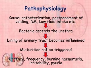 Pathophysiology
Cause: catheterization, postponement of
voiding, DM, Low fluid intake etc.
Bacteria ascends the urethra
Lining of urinary tract becomes inflammed
Micturition reflex triggered
Urgency, frequency, burning haematuria,
irritability, pyuria
 
