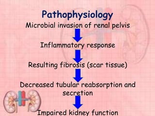 Pathophysiology
Microbial invasion of renal pelvis
Inflammatory response
Resulting fibrosis (scar tissue)
Decreased tubular reabsorption and
secretion
Impaired kidney function
 