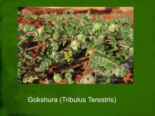 Gokshura (Tribulus Terestris)
 