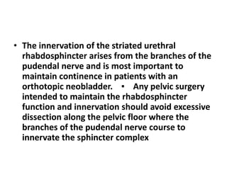 • The innervation of the striated urethral 
rhabdosphincter arises from the branches of the 
pudendal nerve and is most important to 
maintain continence in patients with an 
orthotopic neobladder. ▪ Any pelvic surgery 
intended to maintain the rhabdosphincter 
function and innervation should avoid excessive 
dissection along the pelvic floor where the 
branches of the pudendal nerve course to 
innervate the sphincter complex 
 