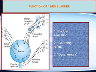 1. Bladder
sensation
2. “Gaurding
reflex”
3. “Dysyneregia”
FUNCTION OF A NEO BLADDER
 