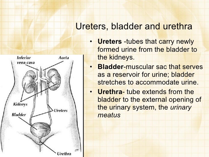 Urinary Elimination