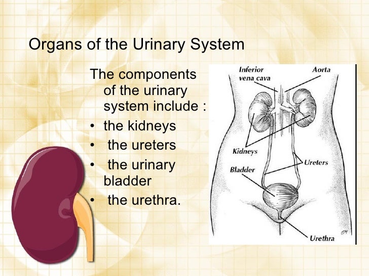 Urinary elimination