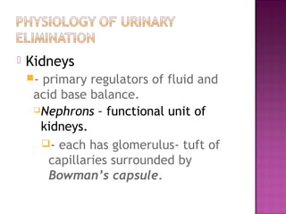  Kidneys
- primary regulators of fluid and
acid base balance.
Nephrons – functional unit of
kidneys.
- each has glomerulus- tuft of
capillaries surrounded by
Bowman’s capsule.
 