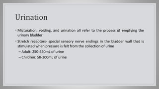 Urination
◦ Micturation, voiding, and urination all refer to the process of emptying the
urinary bladder
◦ Stretch receptors- special sensory nerve endings in the bladder wall that is
stimulated when pressure is felt from the collection of urine
– Adult: 250-450mL of urine
– Children: 50-200mL of urine
 
