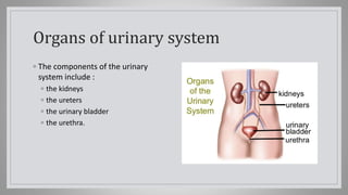 Organs of urinary system
◦ The components of the urinary
system include :
◦ the kidneys
◦ the ureters
◦ the urinary bladder
◦ the urethra.
 