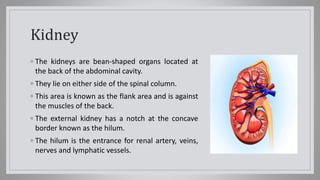 Kidney
◦ The kidneys are bean-shaped organs located at
the back of the abdominal cavity.
◦ They lie on either side of the spinal column.
◦ This area is known as the flank area and is against
the muscles of the back.
◦ The external kidney has a notch at the concave
border known as the hilum.
◦ The hilum is the entrance for renal artery, veins,
nerves and lymphatic vessels.
 