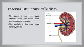 Internal structure of kidney
◦ The cortex is the outer layer;
arteries, veins, convoluted tubes
and glomerular capsules
◦ The medulla is the inner layer;
renal pyramids
 