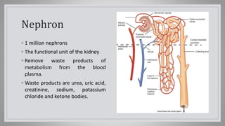 Nephron
◦ 1 million nephrons
◦ The functional unit of the kidney
◦ Remove waste products of
metabolism from the blood
plasma.
◦ Waste products are urea, uric acid,
creatinine, sodium, potassium
chloride and ketone bodies.
 