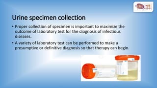Urine specimen collection
• Proper collection of specimen is important to maximize the
outcome of laboratory test for the diagnosis of infectious
diseases.
• A variety of laboratory test can be performed to make a
presumptive or definitive diagnosis so that therapy can begin.
 