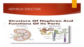 NEPHRON STRUCTURE
 