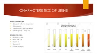 CHARACTERISTICS OF URINE
PHYSICAL CHARACTERS
 Color-pale yellow to deep amber
 Odor-odorless
 Volumme-1 to 2 liters per 24hours
 Specific gravity-1.032 (1.010)
OTHER CHARACTERS
 pH-4.5 to 8.0 (6.8)
 Blood cells – nil
 Protein- nil
 Glucose-nil
 Ketone bodies-nil
 