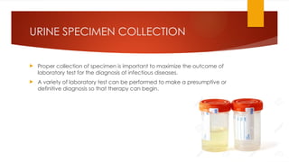 URINE SPECIMEN COLLECTION
 Proper collection of specimen is important to maximize the outcome of
laboratory test for the diagnosis of infectious diseases.
 A variety of laboratory test can be performed to make a presumptive or
definitive diagnosis so that therapy can begin.
 