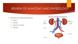 REVIEW OF ANATOMY AND PHYSIOLOGY
 ORGANS OF URINE ELIMINATION
 KIDNEY
 URETERS
 URINARY BLADDER
 URETHRA
 