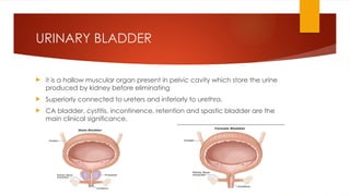 URINARY BLADDER
 it is a hallow muscular organ present in pelvic cavity which store the urine
produced by kidney before eliminating
 Superiorly connected to ureters and inferiorly to urethra.
 CA bladder, cystitis, incontinence, retention and spastic bladder are the
main clinical significance.
 