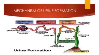 MECHANISM OF URINE FORMATION
 
