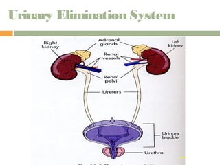 Urinary Elimination System 
 