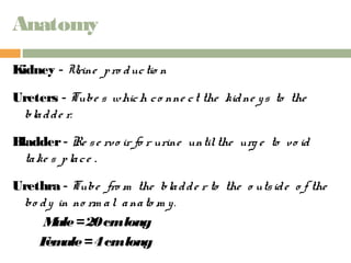 Anatomy 
Kidney - Urine p ro duc tio n 
Ureters - Tube s which c o nne c t the kidne y s to the 
bla d d e r. 
Bladder - Re s e rvo ir fo r urine until the urg e to vo id 
ta ke s p la c e . 
Urethra - Tube fro m the bla d d e r to the o uts id e o f the 
bo d y in no rm a l a na to m y . 
Male = 20 cm long 
Female = 4 cm long 
 