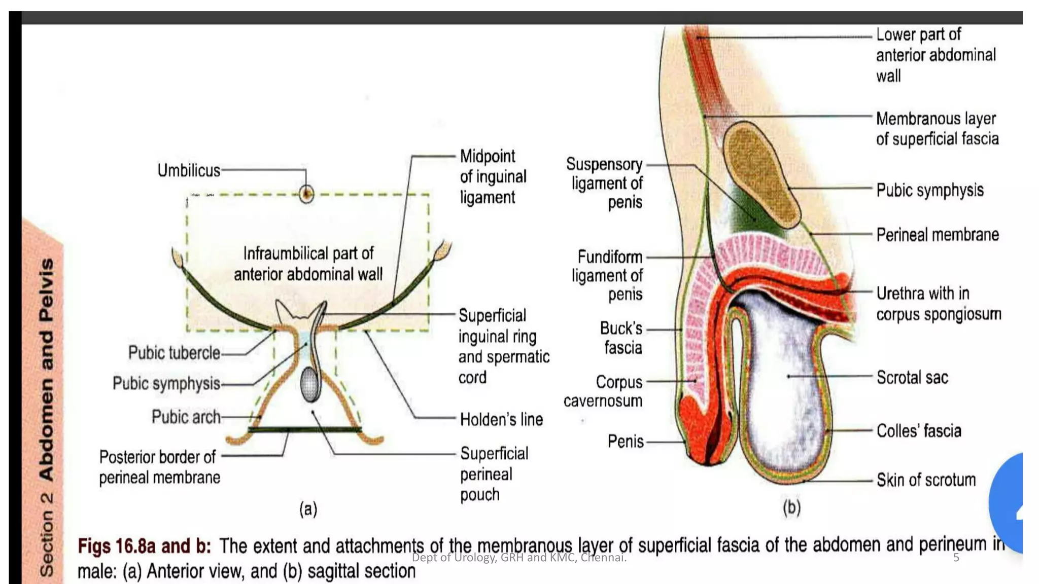 Extravasation Of Urine Anatomy