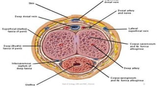 15
Dept of Urology, GRH and KMC, Chennai.
 