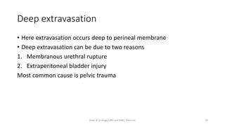 Deep extravasation
• Here extravasation occurs deep to perineal membrane
• Deep extravasation can be due to two reasons
1. Membranous urethral rupture
2. Extraperitoneal bladder injury
Most common cause is pelvic trauma
18
Dept of Urology, GRH and KMC, Chennai.
 
