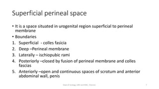 Superficial perineal space
• It is a space situated in urogenital region superficial to perineal
membrane
• Boundaries
1. Superficial - colles fasicia
2. Deep –Perineal membrane
3. Laterally – ischiopubic rami
4. Posteriorly –closed by fusion of perineal membrane and colles
fascias
5. Anteriorly –open and continuous spaces of scrotum and anterior
abdominal wall, penis
7
Dept of Urology, GRH and KMC, Chennai.
 