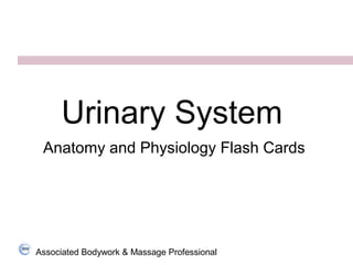 Associated Bodywork & Massage Professional
Urinary System
Anatomy and Physiology Flash Cards
 
