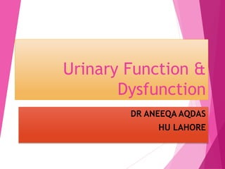 Urinary Function &
Dysfunction
DR ANEEQA AQDAS
HU LAHORE
 