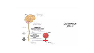 URINARY INCONTINENCE, stress urinary incontinence | PPTX