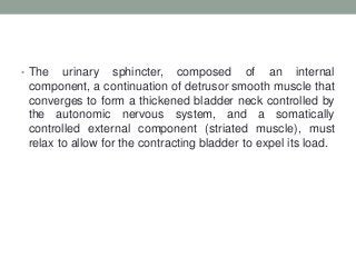 • The urinary sphincter, composed of an internal
component, a continuation of detrusor smooth muscle that
converges to form a thickened bladder neck controlled by
the autonomic nervous system, and a somatically
controlled external component (striated muscle), must
relax to allow for the contracting bladder to expel its load.
 