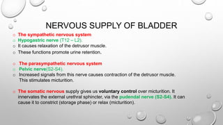 NERVOUS SUPPLY OF BLADDER
o The sympathetic nervous system
o Hypogastric nerve (T12 – L2).
o It causes relaxation of the detrusor muscle.
o These functions promote urine retention.
o The parasympathetic nervous system
o Pelvic nerve(S2-S4).
o Increased signals from this nerve causes contraction of the detrusor muscle.
This stimulates micturition.
o The somatic nervous supply gives us voluntary control over micturition. It
innervates the external urethral sphincter, via the pudendal nerve (S2-S4). It can
cause it to constrict (storage phase) or relax (micturition).
 