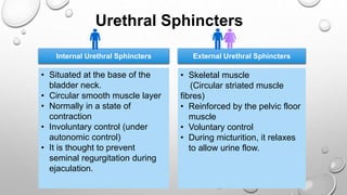 Urethral Sphincters
Internal Urethral Sphincters
• Situated at the base of the
bladder neck.
• Circular smooth muscle layer
• Normally in a state of
contraction
• Involuntary control (under
autonomic control)
• It is thought to prevent
seminal regurgitation during
ejaculation.
External Urethral Sphincters
• Skeletal muscle
(Circular striated muscle
fibres)
• Reinforced by the pelvic floor
muscle
• Voluntary control
• During micturition, it relaxes
to allow urine flow.
 