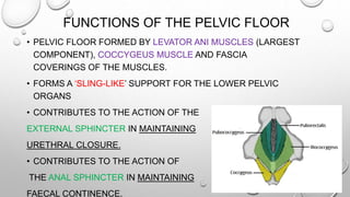 FUNCTIONS OF THE PELVIC FLOOR
• PELVIC FLOOR FORMED BY LEVATOR ANI MUSCLES (LARGEST
COMPONENT), COCCYGEUS MUSCLE AND FASCIA
COVERINGS OF THE MUSCLES.
• FORMS A ‘SLING-LIKE’ SUPPORT FOR THE LOWER PELVIC
ORGANS
• CONTRIBUTES TO THE ACTION OF THE
EXTERNAL SPHINCTER IN MAINTAINING
URETHRAL CLOSURE.
• CONTRIBUTES TO THE ACTION OF
THE ANAL SPHINCTER IN MAINTAINING
FAECAL CONTINENCE.
 