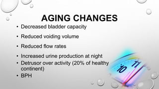 AGING CHANGES
• Decreased bladder capacity
• Reduced voiding volume
• Reduced flow rates
• Increased urine production at night
• Detrusor over activity (20% of healthy
continent)
• BPH
 