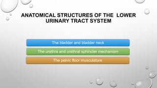 ANATOMICAL STRUCTURES OF THE LOWER
URINARY TRACT SYSTEM
The bladder and bladder neck
The urethra and urethral sphincter mechanism
The pelvic floor musculature
 