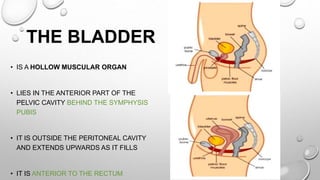 THE BLADDER
• IS A HOLLOW MUSCULAR ORGAN
• LIES IN THE ANTERIOR PART OF THE
PELVIC CAVITY BEHIND THE SYMPHYSIS
PUBIS
• IT IS OUTSIDE THE PERITONEAL CAVITY
AND EXTENDS UPWARDS AS IT FILLS
• IT IS ANTERIOR TO THE RECTUM
 