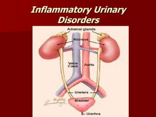 Inflammatory Urinary
Disorders
 