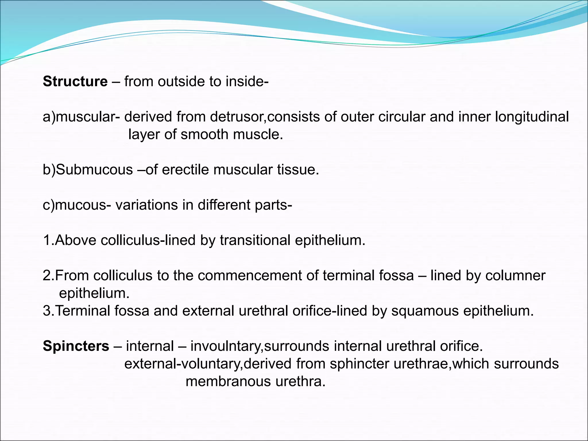 Urinary System lecture | PPT
