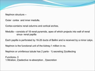 Nephron structure –
Outer cortex and inner medulla.
Cortex-contains renal columns and cortical arches.
Medulla – consists of 18 renal pyramids, apex of which projects into wall of renal
sinus- renal papilla
Each papilla is perforated by 16-20 ducts of Bellini and is received by a minor calyx.
Nephron is the functional unit of the kidney.1 million in no.
Nephron or uriniferous tubule has 2 parts- 1) secreting 2)collecting
Functions- 3
1.filtration, 2)selective re-absorption , 3)secretion
 