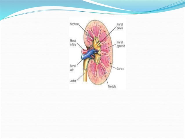 Urinary System lecture | PPT