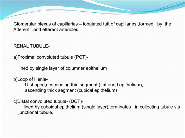 Urinary System lecture | PPT