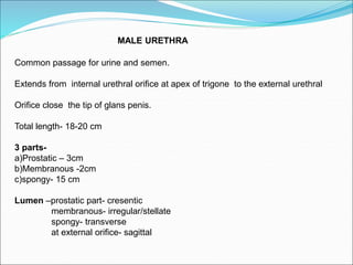 MALE URETHRA
Common passage for urine and semen.
Extends from internal urethral orifice at apex of trigone to the external urethral
Orifice close the tip of glans penis.
Total length- 18-20 cm
3 parts-
a)Prostatic – 3cm
b)Membranous -2cm
c)spongy- 15 cm
Lumen –prostatic part- cresentic
membranous- irregular/stellate
spongy- transverse
at external orifice- sagittal
 