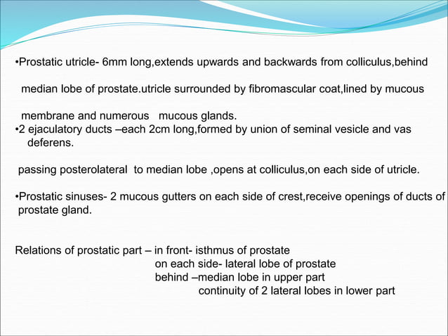 Urinary System lecture | PPT