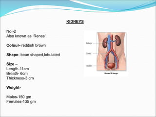 KIDNEYS
No.-2
Also known as ‘Renes’
Colour- reddish brown
Shape- bean shaped,lobulated
Size –
Length-11cm
Breath- 6cm
Thickness-3 cm
Weight-
Males-150 gm
Females-135 gm
 