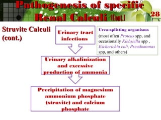 Pathogenesis of specificPathogenesis of specific
Renal CalculiRenal Calculi (Cont.)(Cont.)
Urea-splitting organisms
(most often Proteus spp, and
occasionally Klebsiella spp ,
Escherichia coli, Pseudomonas
spp, and others)
28
Urinary tract
infections
Urinary alkalinization
and excessive
production of ammonia
Precipitation of magnesium
ammonium phosphate
(struvite) and calcium
phosphate
Struvite CalculiStruvite Calculi
(cont.)(cont.)
 