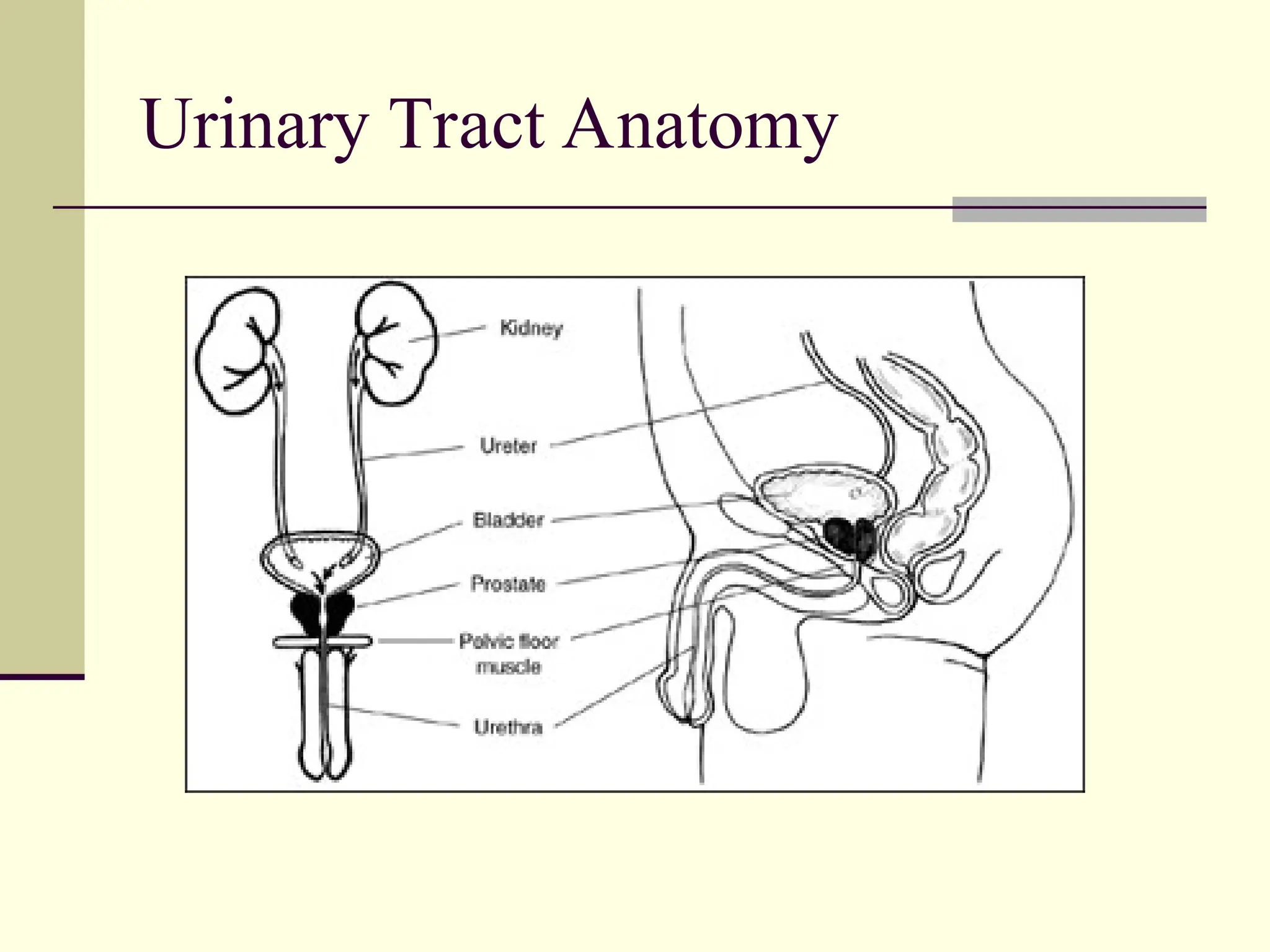 Obstructed Prostate urinary obstruction and benign prostate hyperplasia.ppt